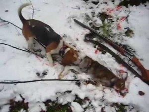 Охота с биглем. Первый заяц Веньки.