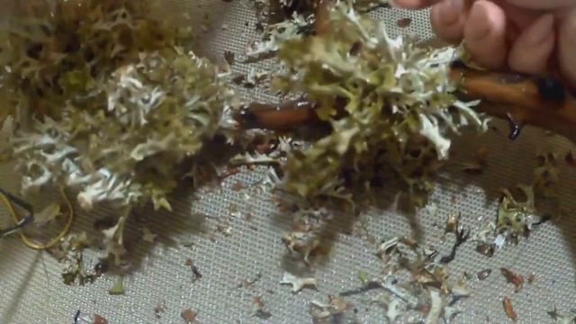 Живое дерево. Исландский мох. смотреть онлайн