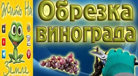 Универсальная обрезка винограда..mp4