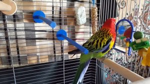 Rosella parrot. Розелла пёстрая.