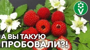 МАЛИНА РОЗОЛИСТНАЯ – РАСТЕТ БЕЗ ХЛОПОТ, ИДЕАЛЬНА ДЛЯ ВАРЕНЬЯ!