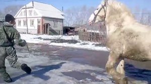 Лошадь, пароды Першерон