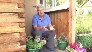 Голова садовая - Марганцовка для лечения томатов