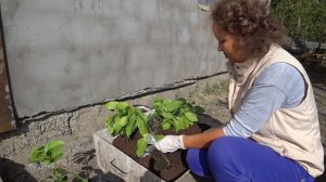 Бергамот Кастаньяро и Лимон Мейера посадка воздушных отводков