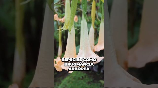 Floripondio: Un Vistazo a las Especies más Asombrosas y Desconocidas смотреть онлайн