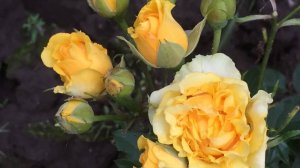 Курочка томлёная