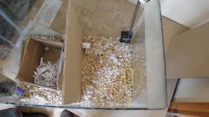 Поведение мышей при включении ультразвукового отпугивателя грызунов на 10-ый день эксперимента