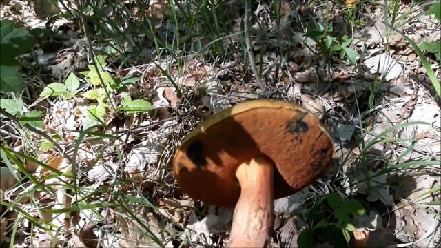 Houby?-Hřib kovář, Boletus erythropus? смотреть онлайн