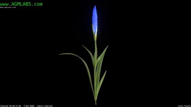 3D Iris Flower from seed to Bloom смотреть онлайн