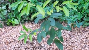 Как вырастить хурму в домашних условиях?