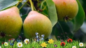 Груша плодовая Любимица Яковлева ? Посадка и уход. саженцы, крупномеры груши: описание и особенност