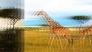 КАК ВЫГЛЯДИТ ЖИРАФ | ГДЕ ОБИТАЮТ ЖИРАФЫ | КАК СПЯТ ЖИРАФЫ