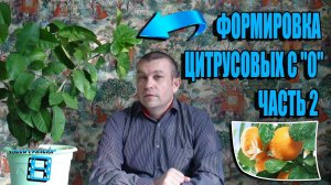 ФОРМИРОВКА ЦИТРУСОВЫХ С "0" ПОСЛЕ КАРДИНАЛЬНОЙ ОБРЕЗКИ ЧАСТЬ 2. #ЦИТРУСОВЫЕ