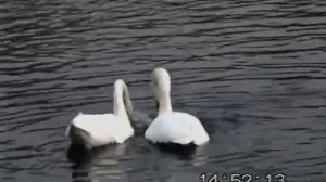 Церемония спаривания у лебедей шипунов (Cygnus olor)
