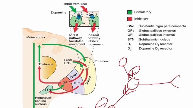 USMLE RX - 9.Неврология и спец.чувства - 1.Анат,физо - 2.Базальные ганглии