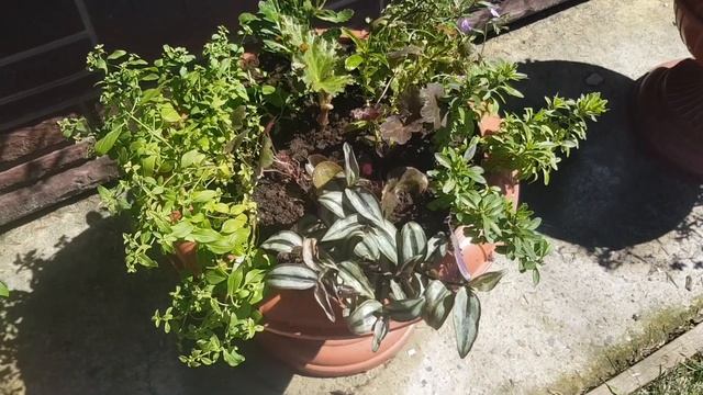 Цветочные композиции /Бегонии и их компаньёны/ Композиция для подвесных кашпо смотреть онлайн