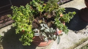 Цветочные композиции /Бегонии и их компаньёны/ Композиция для подвесных кашпо