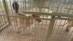 В вольере со львами🦁 Угощение для Леона🍗 ПАРК ЗЕМЛЯ ПРАЙДА