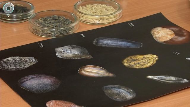 Чёрная пшеница и синий ячмень. Сибирским учёным удалось вырастить уникальные злаки смотреть онлайн