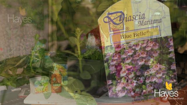 How To Plant Up A Container Of Summer Bedding Plants смотреть онлайн