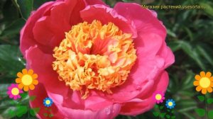 Пион молочноцветковый Дорин. Краткий обзор, описание характеристик paeonia lactiflora Doreen