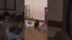 Щенки ши-тцу продаются в нашем питомнике