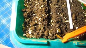 АНЮТИНЫ ГЛАЗКИ (ВИОЛА)// ПОСАДКА СЕМЯН НА РАССАДУ///КОГДА И КАК