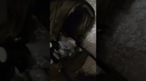 быстро-обзор коляски babyton urban