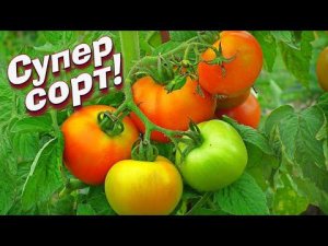 Сажайте эти урожайные сорта помидор для Подмосковья и средней полосы на рассаду вже в конце зимы!