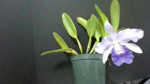 Lc. Final Blue 'Royal Purple'