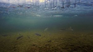 Underwater Alaska Ice Fishing 2020.