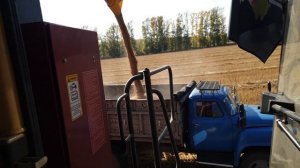 молотим пшеницу.Раздельная уборка