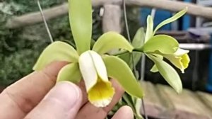 Cattleya forbesii var Flava