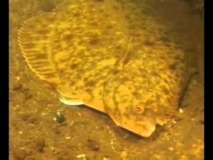 Глаза позвоночных