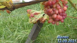 Виноград в Беларуси. Урожай 2021. Столовые сорта. Часть 1