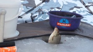 Зимняя ловля Леща. Поплавок. Рыбалка 2019.