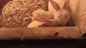 Зимний выгул для кур | Кролики |Крольчата отказники 24 сутки