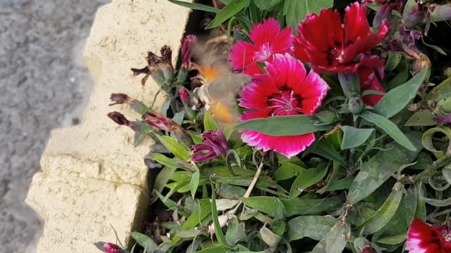Бражник-языкан (Macroglossum stellatarum). Не птичка, а бабочка, хотя и похож на колибри