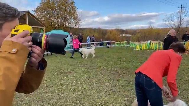 Бишенели Алатырь ЛУЧШАЯ СОБАКА ВЫСТАВКИ БИС 1 МЕСТО!!!! На выставке собак 3 .10.2020г г Кунгур смотреть онлайн