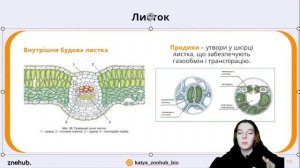 Усе про будову рослин для НМТ з біології