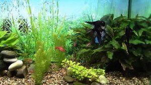 Co2 из браги в аквариум.