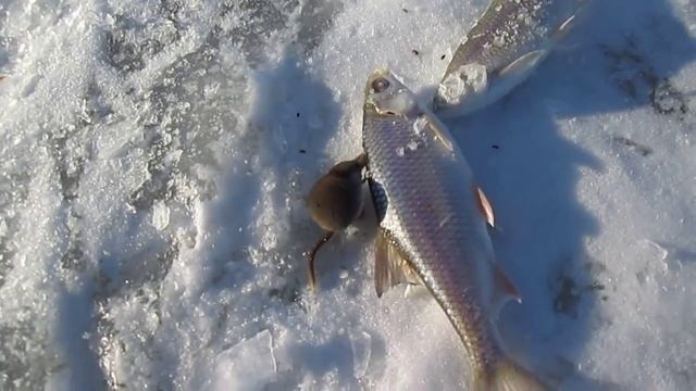 Голодная землеройка смотреть онлайн