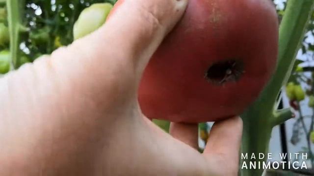 Томат Черный Принц смотреть онлайн