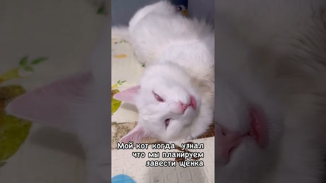 Смешной кот