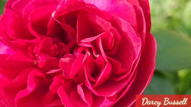 Red roses showing off in my Garden. Rosa Munstead Wood and Rosa Darcy Bussell