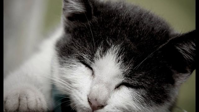 Порода кошек.  Бразильская короткошерстная кошка.Естественная порода, т.е природа создала сама