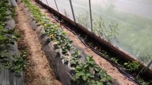 Клубника отошла, мои обработки.Нематода не пройдёт.