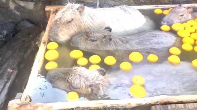 Капибары купаются под музыку смотреть онлайн