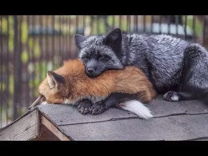 Лиса рыжая и чернобурая