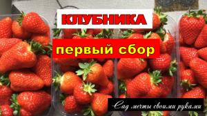 Клубника первый сбор/ Тепличный бизнес с нуля